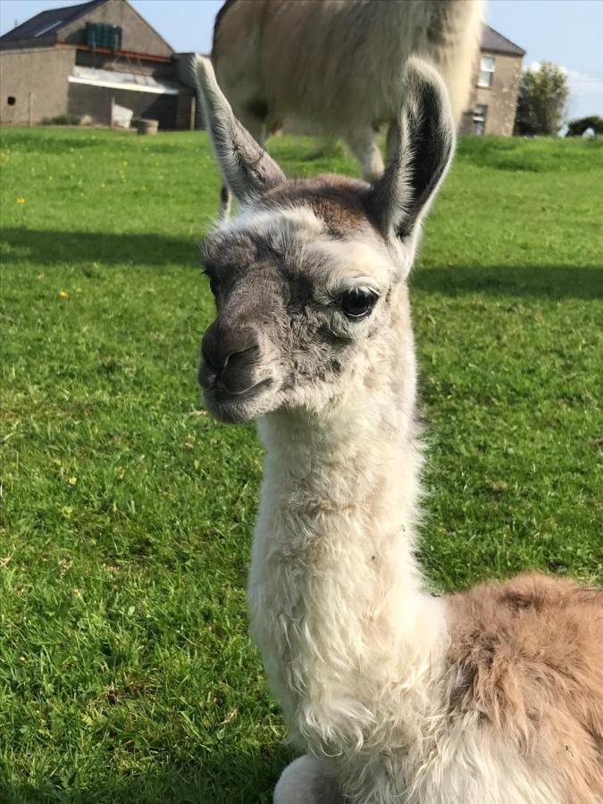 The Snuggly Sheep Shepherd Hut Farm Stay Ballyshannon Esterno foto