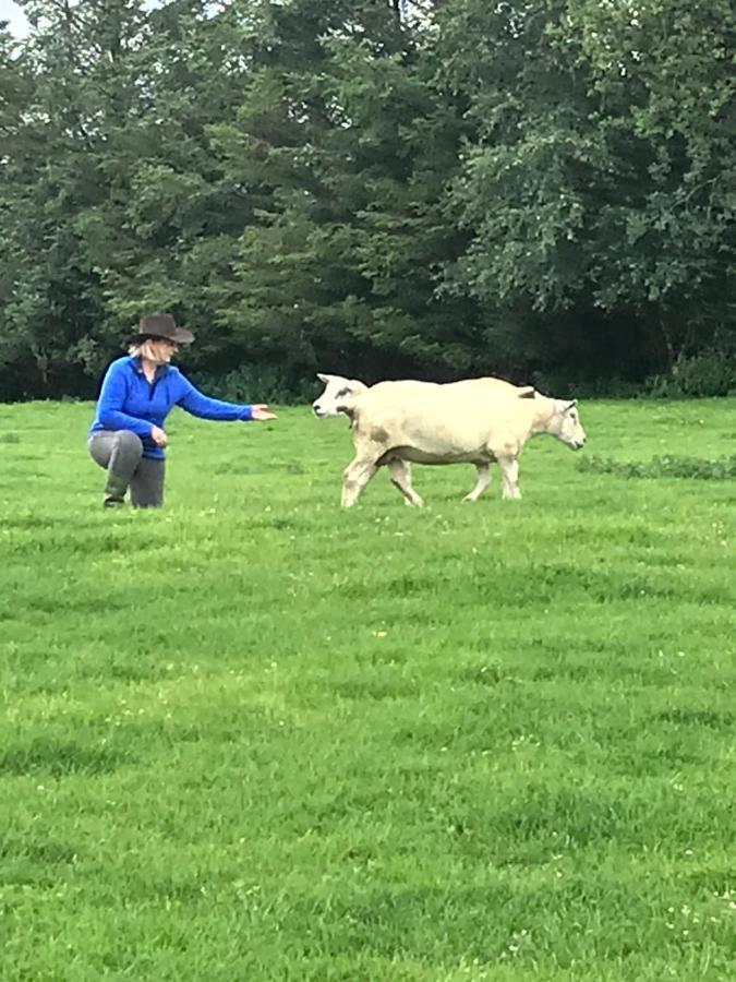 The Snuggly Sheep Shepherd Hut Farm Stay Ballyshannon Esterno foto