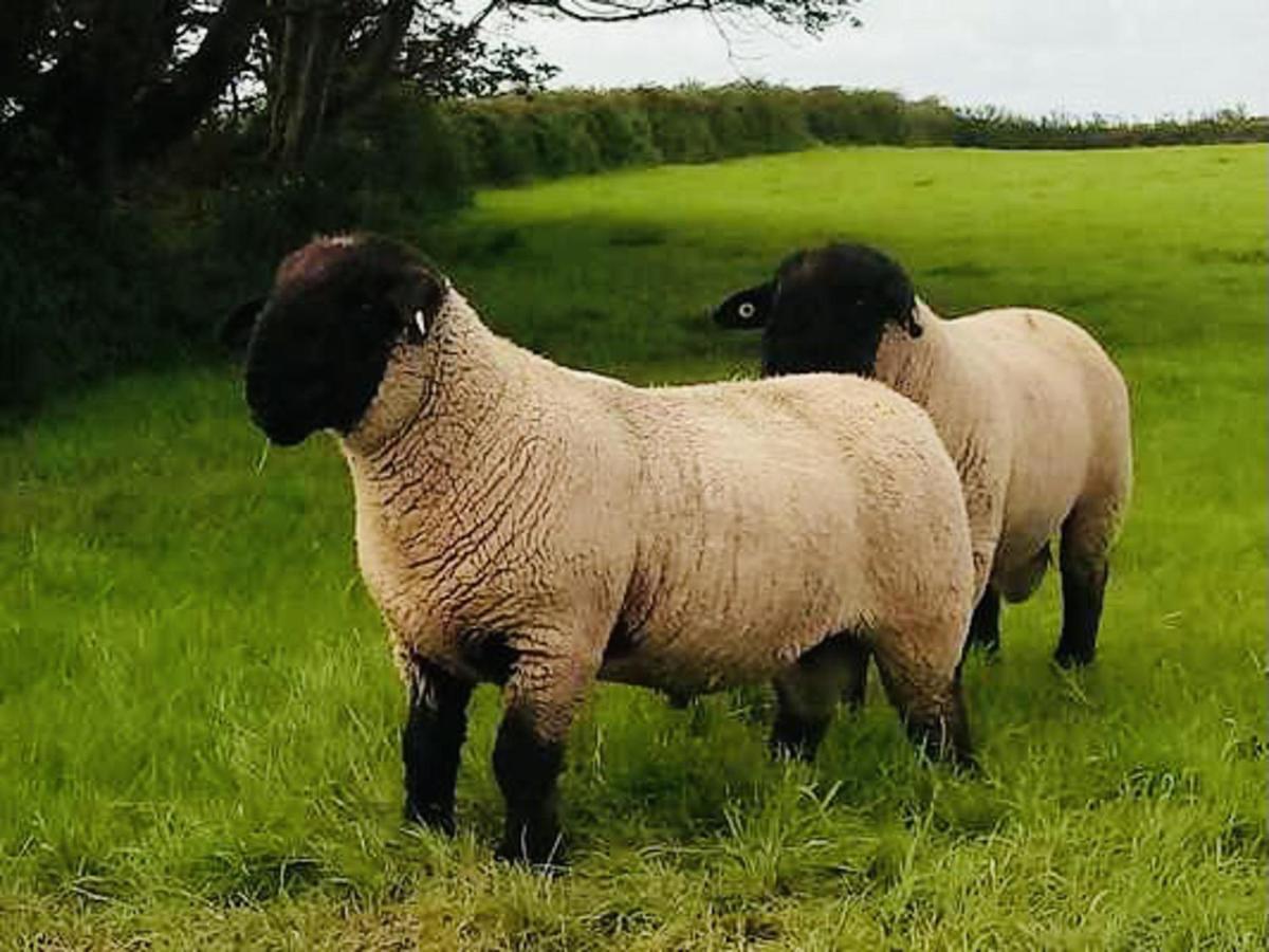 The Snuggly Sheep Shepherd Hut Farm Stay Ballyshannon Esterno foto