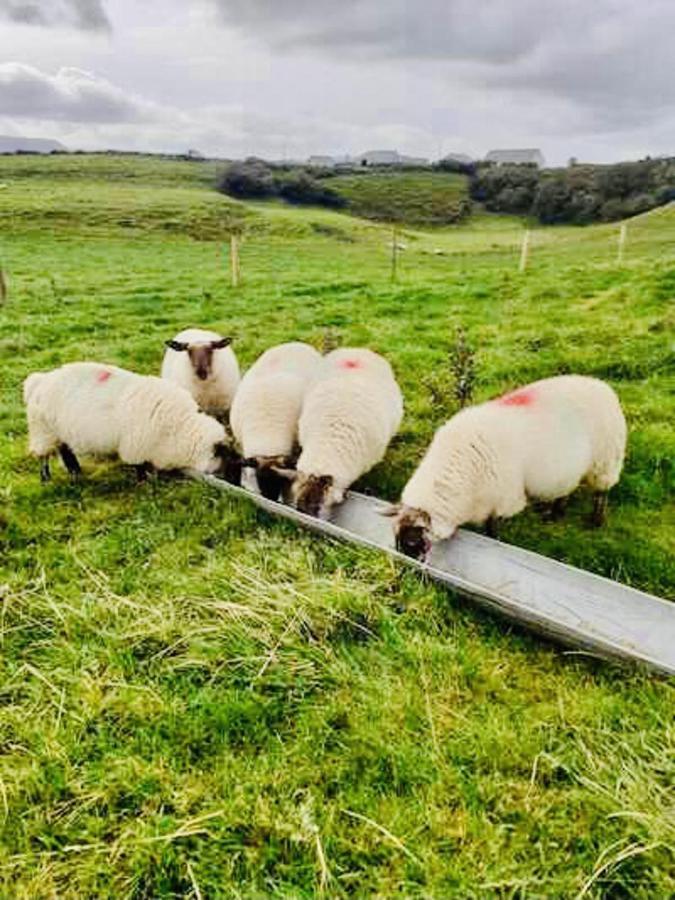 The Snuggly Sheep Shepherd Hut Farm Stay Ballyshannon Esterno foto
