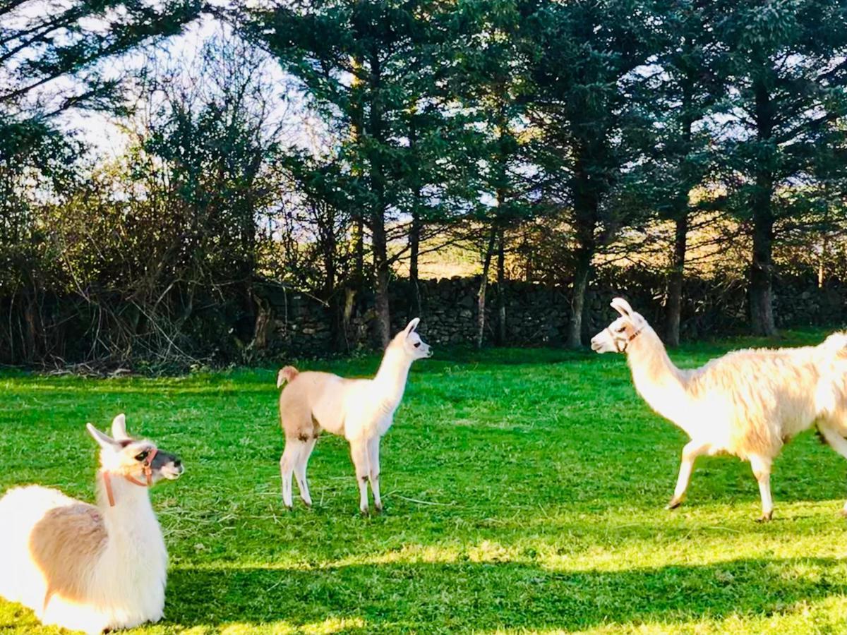 The Snuggly Sheep Shepherd Hut Farm Stay Ballyshannon Esterno foto